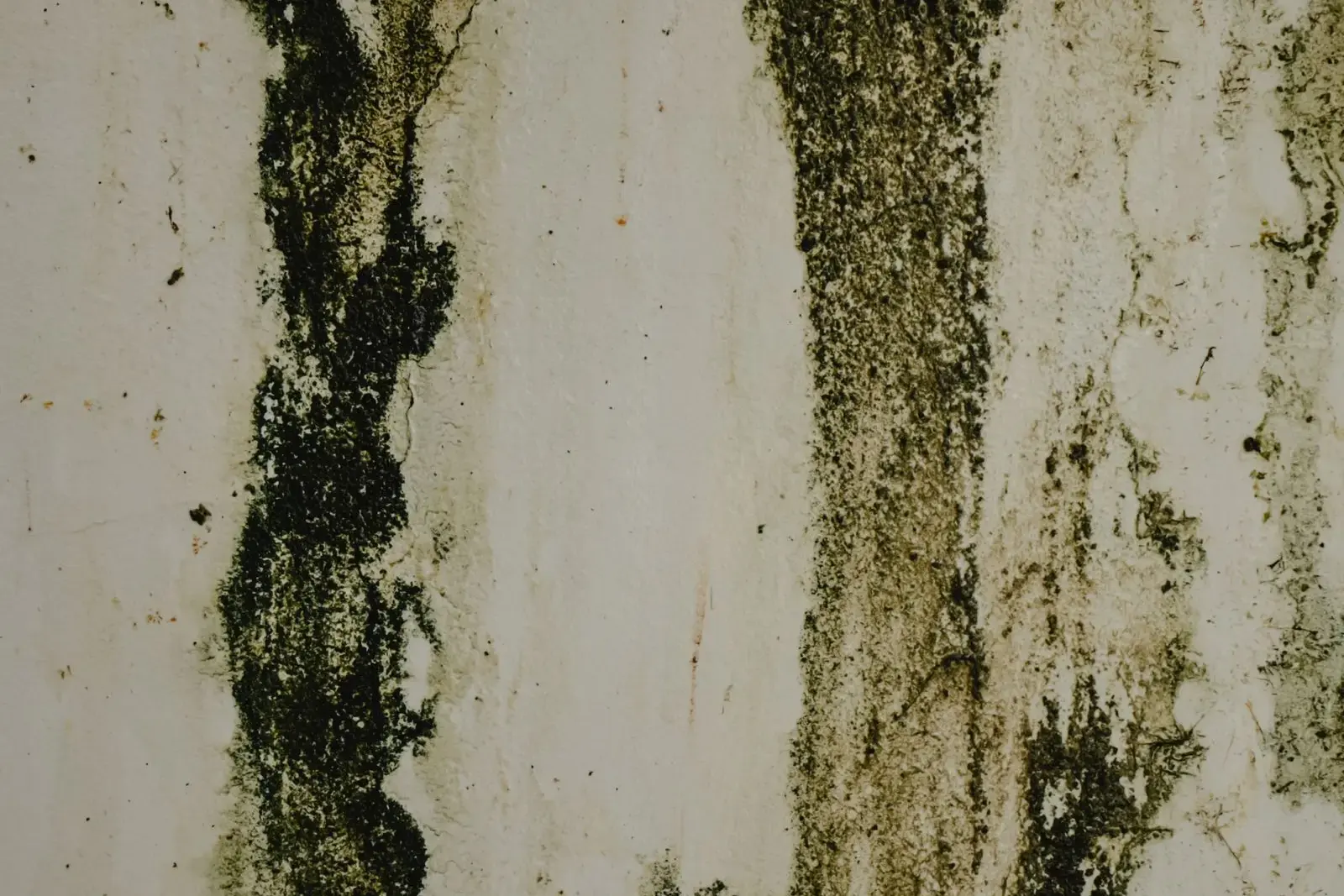 Dark mold streaks growing down a damp wall